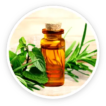 Tea tree oil ingredient